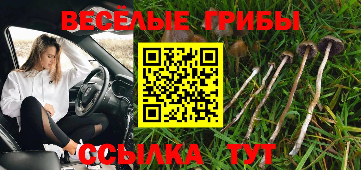 закладки  Вход с VPN  Карачаевск  Псилоцибиновые грибы прущие грибы 